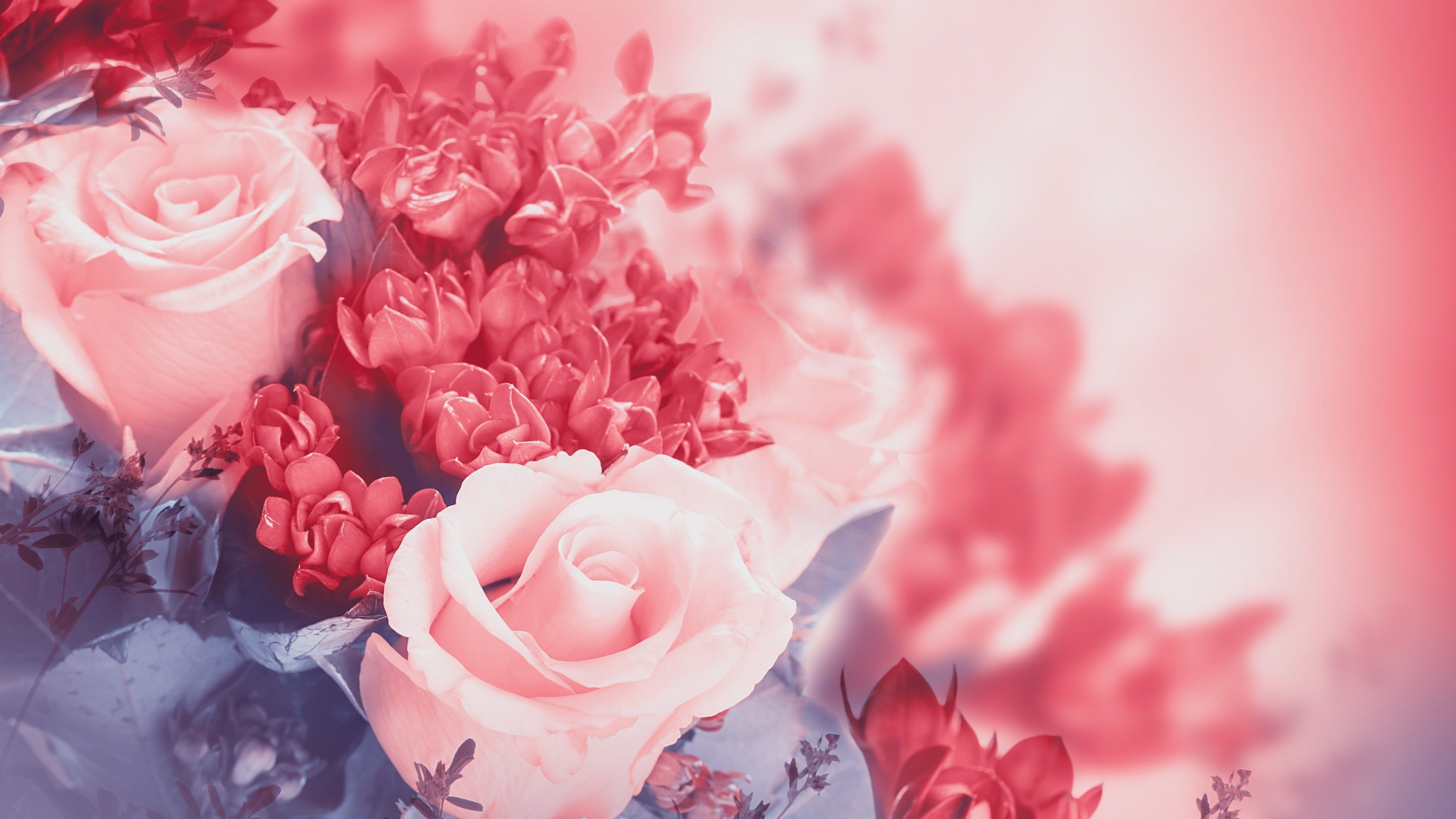 3840x2160 Pink flowers, rose, petals, buds #Pink, Desktop