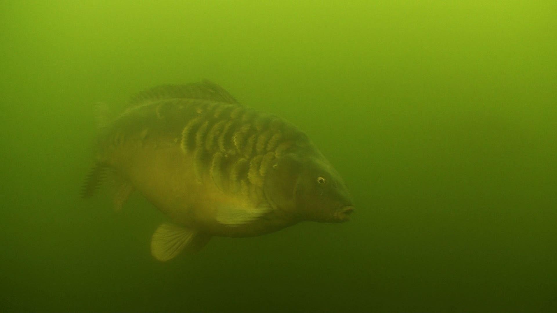 1920x1080 Image detail for -Enjoy this beautiful Full HD carp, Desktop