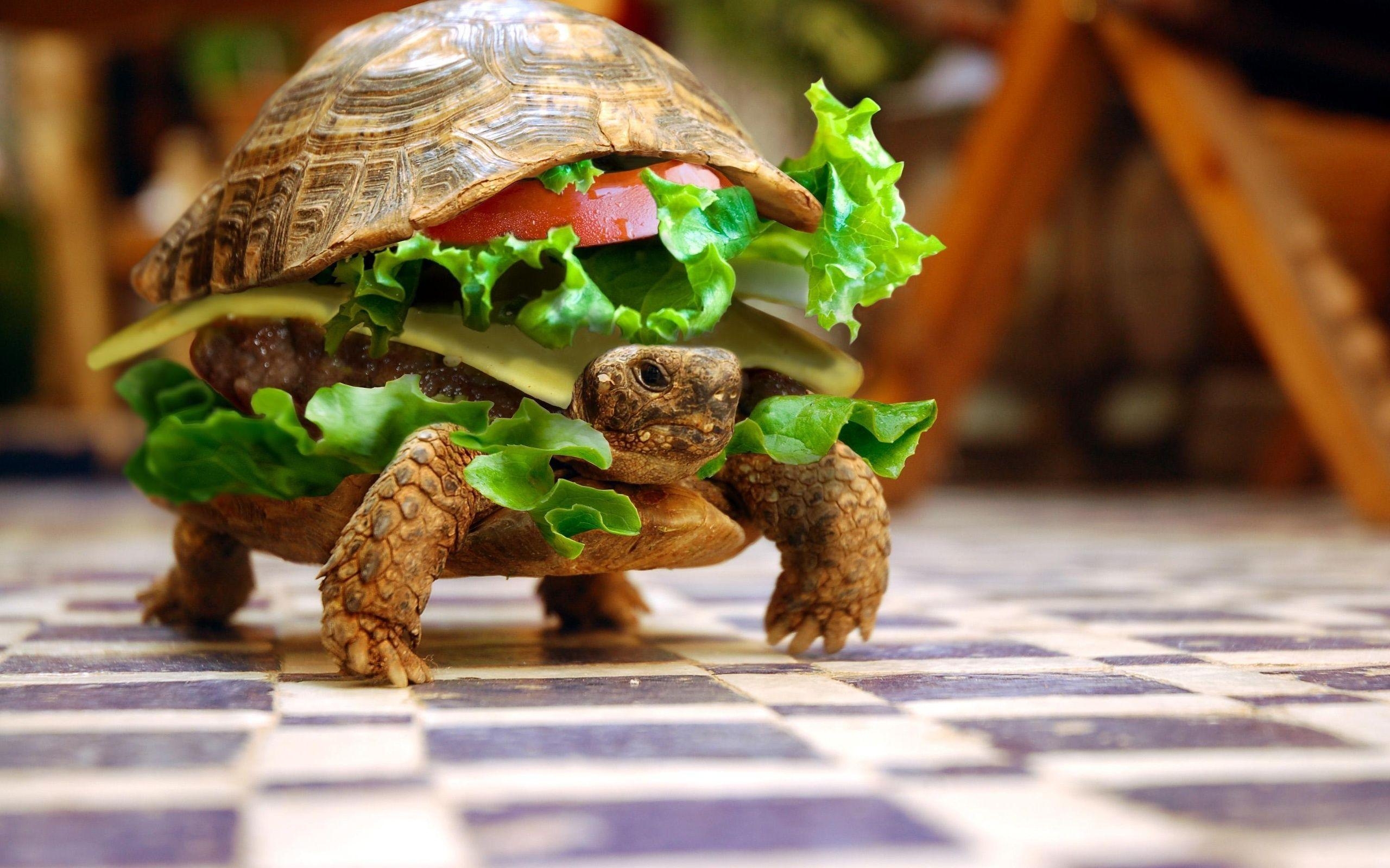 2560x1600 Funny Tortoise Wallpaper, Desktop