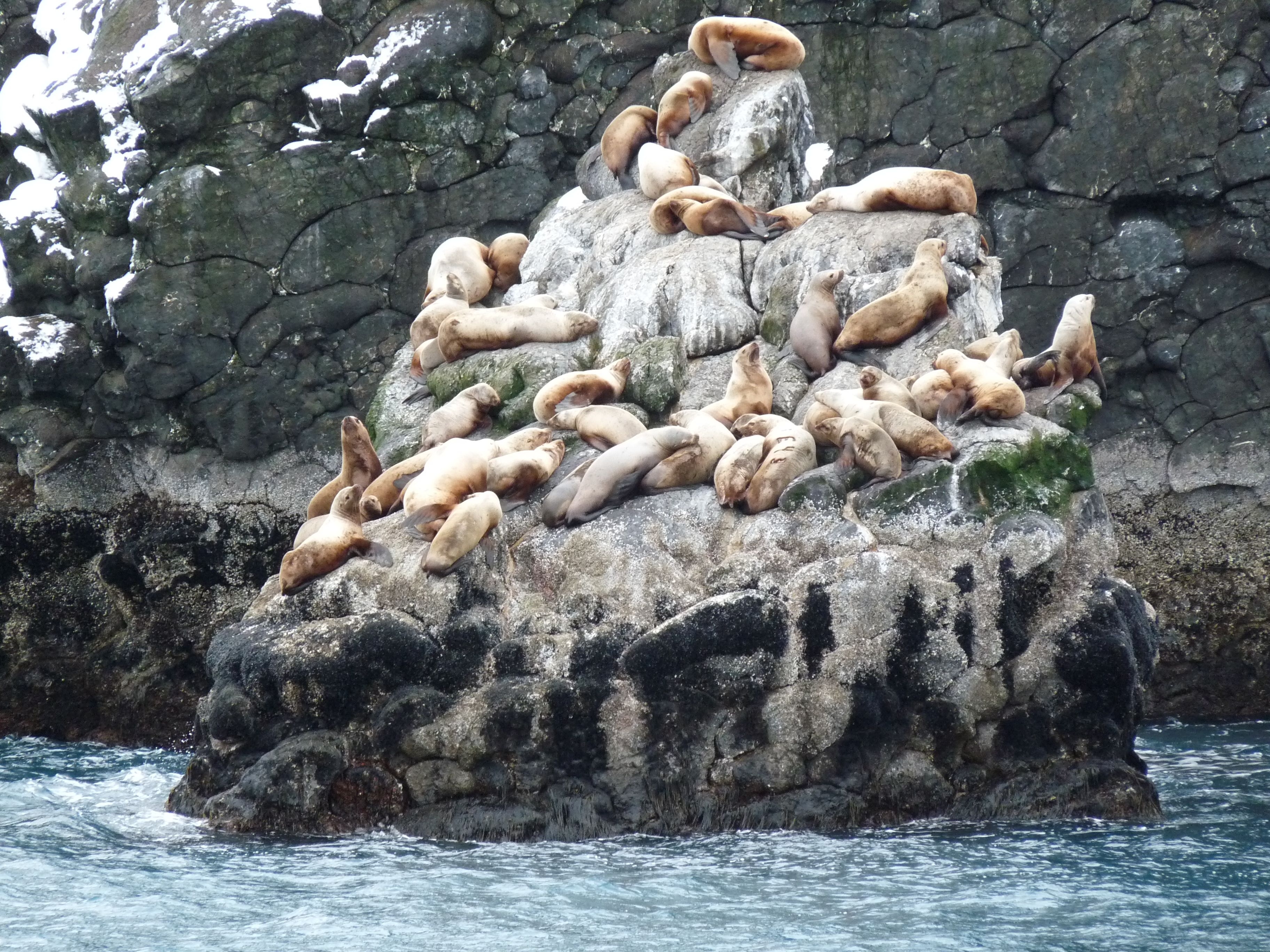 3650x2740 Sea lions in Kenai Fjords National, Desktop