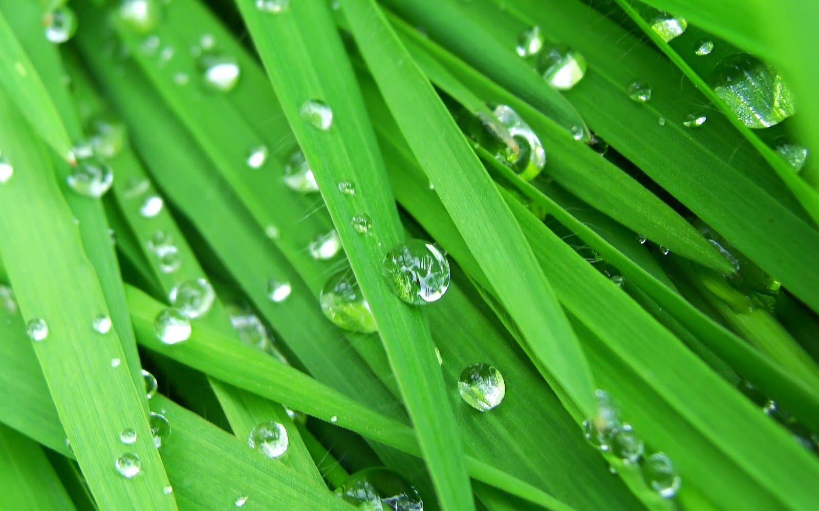 1600x1000 Raindrops with Image in Them. Amazing HD Raindrops Wallpaper, Desktop