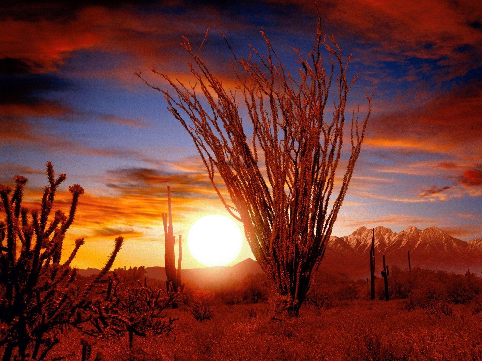 1600x1200 Deserts in Africa. Ocotillo, Sonora Desert, Arizona Wallpaper, Desktop