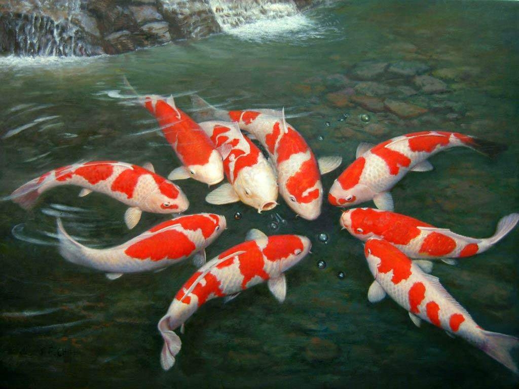 1030x770 Live Koi Fish Wallpaper Free Live Koi Fish Background, Desktop