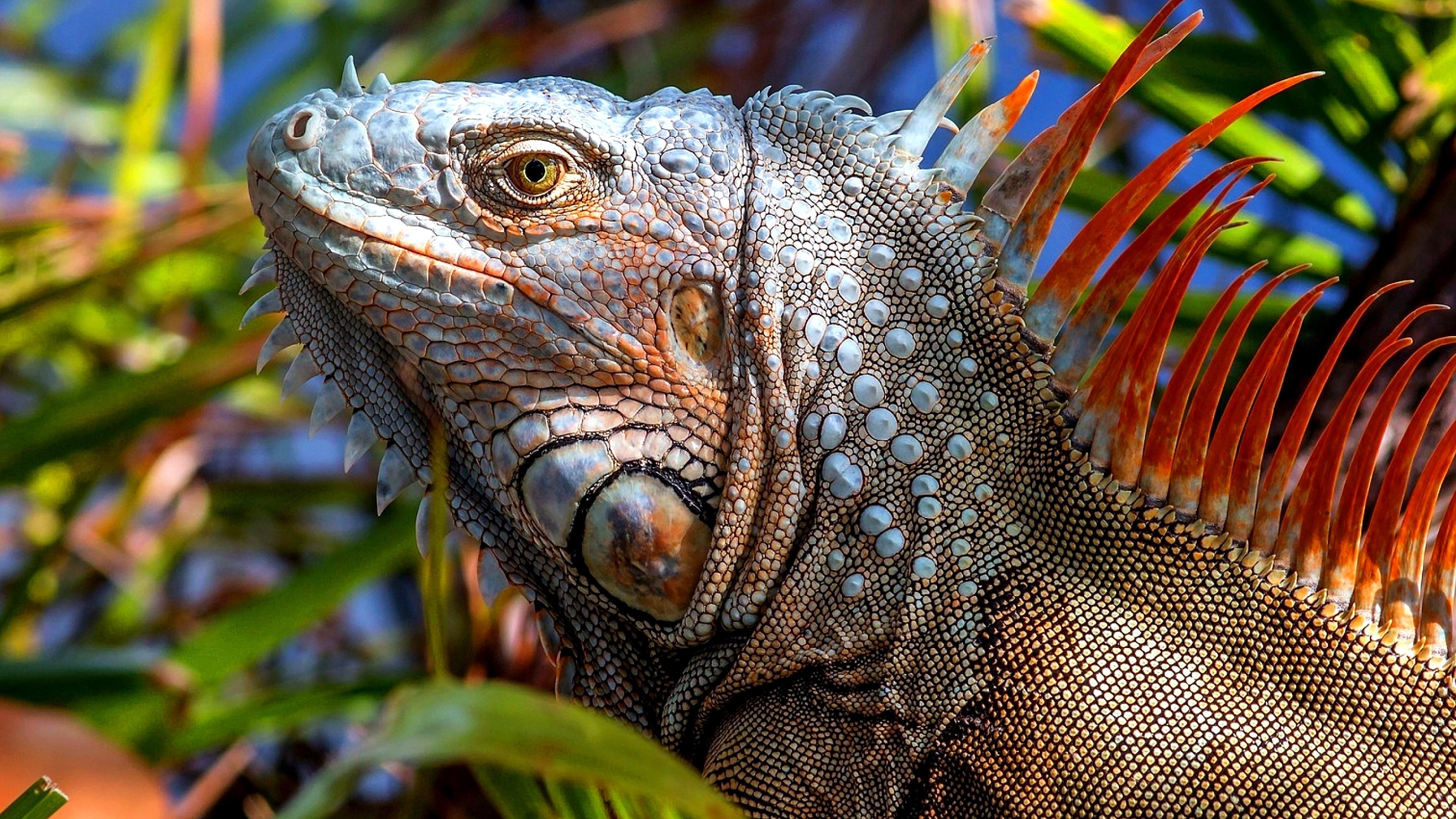 3840x2160 Iguana Lizard 4K UltraHD Wallpaper. Wallpaper Studio 10, Desktop