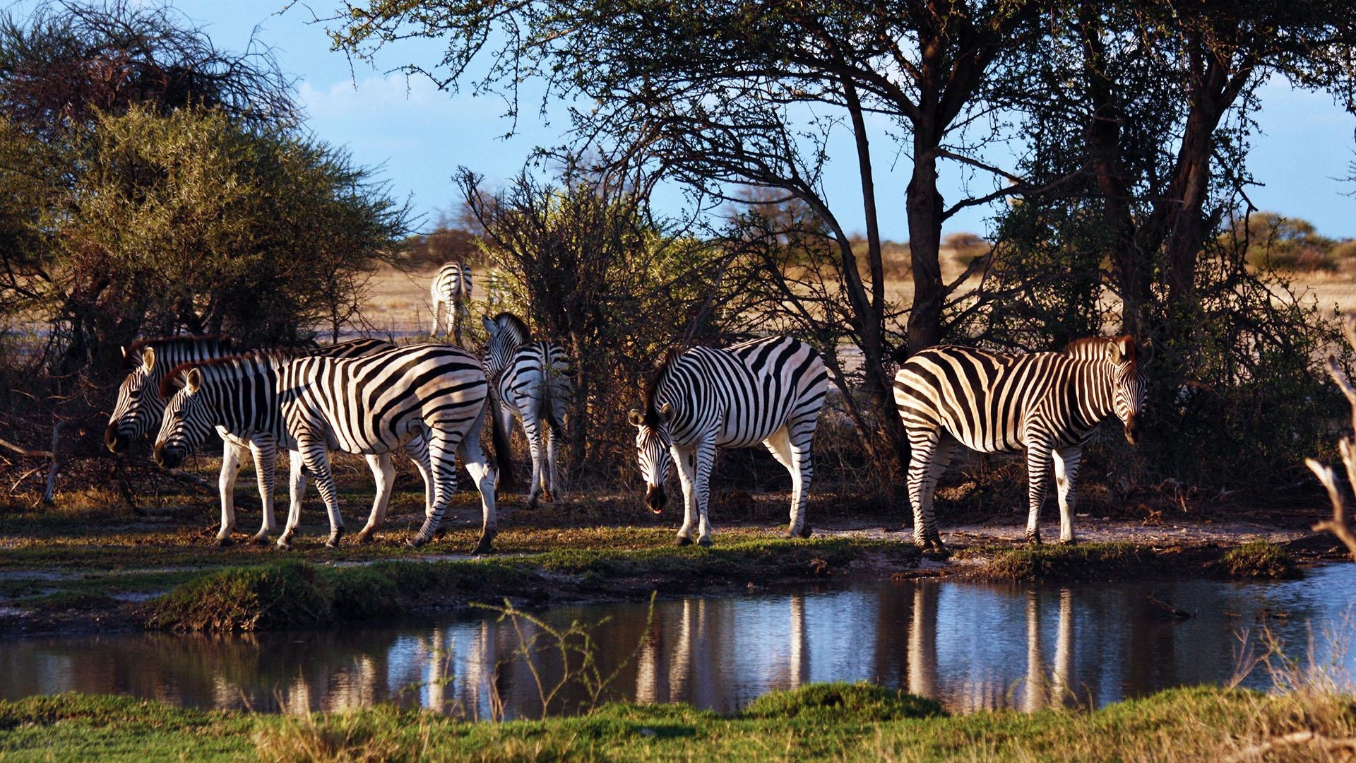 1920x1080 Zebra. Episodes. Nature's Great Race, Desktop