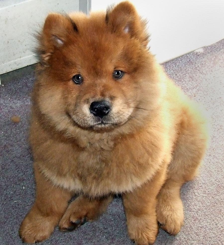 900x990 Wallpaper for Chow Chow › Resolution px, Phone