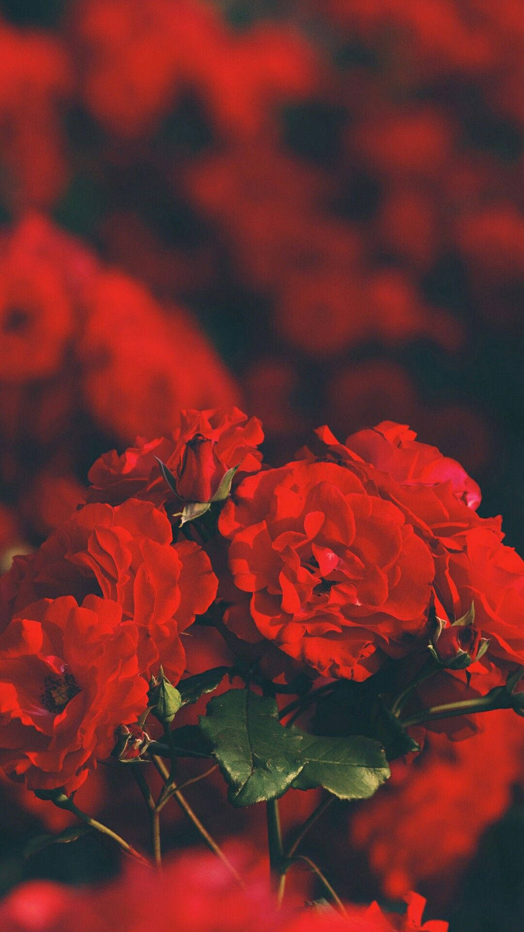 1080x1920 Red Aesthetic iPhone Wallpaper, Phone