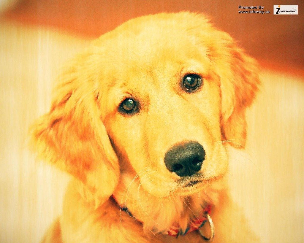 1030x820 golden retriever puppy wallpaper, Desktop