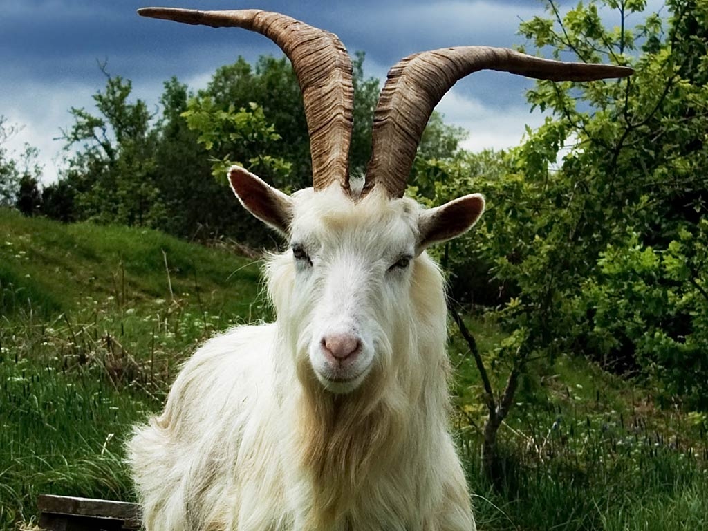 1030x770 Goat Wallpaper, Desktop