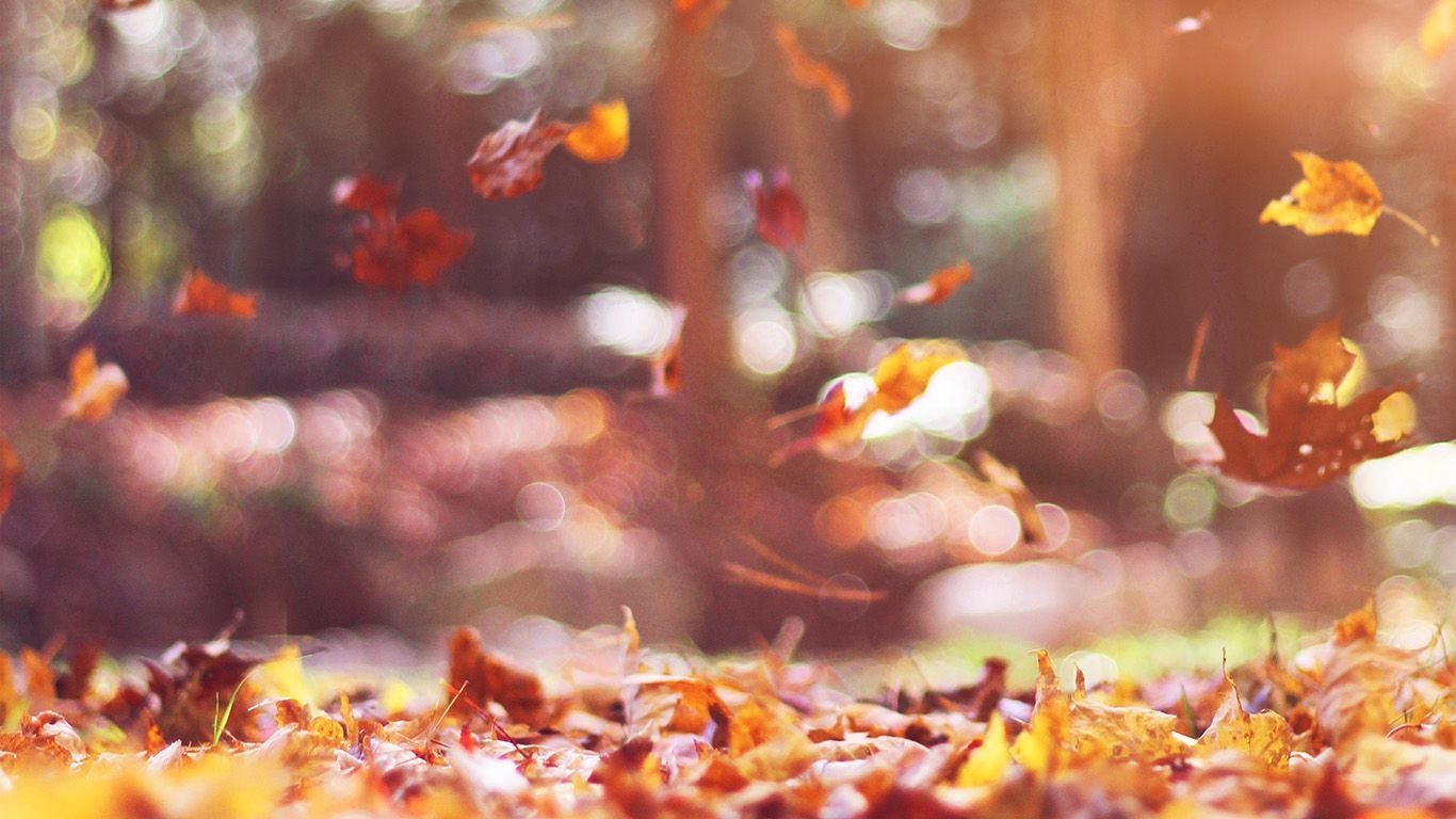 1370x770 wallpaper for desktop, laptop. fall leaves nature tree year sad flare, Desktop