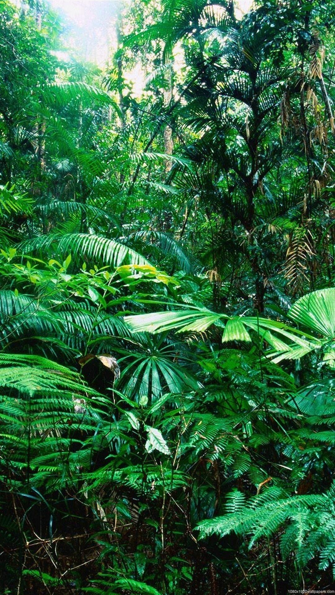 1080x1920 Tropical Rain Nature Forest Wallpaper HD Rainforest, Phone