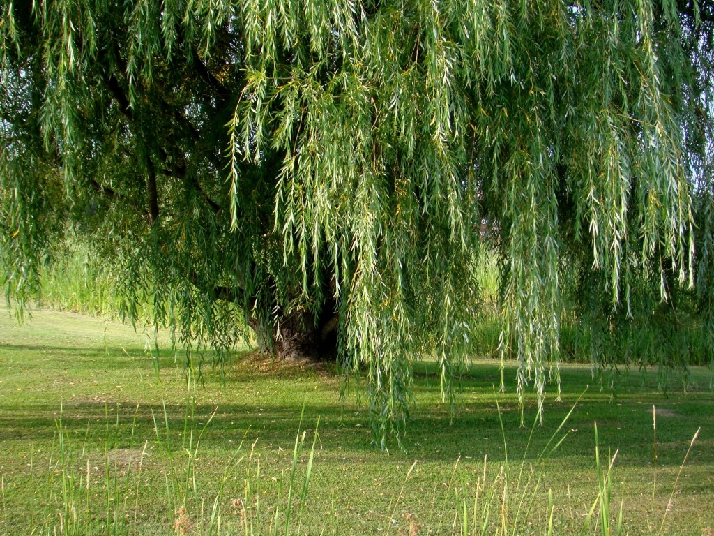 1030x770 Willow Tree Wallpaper, Desktop