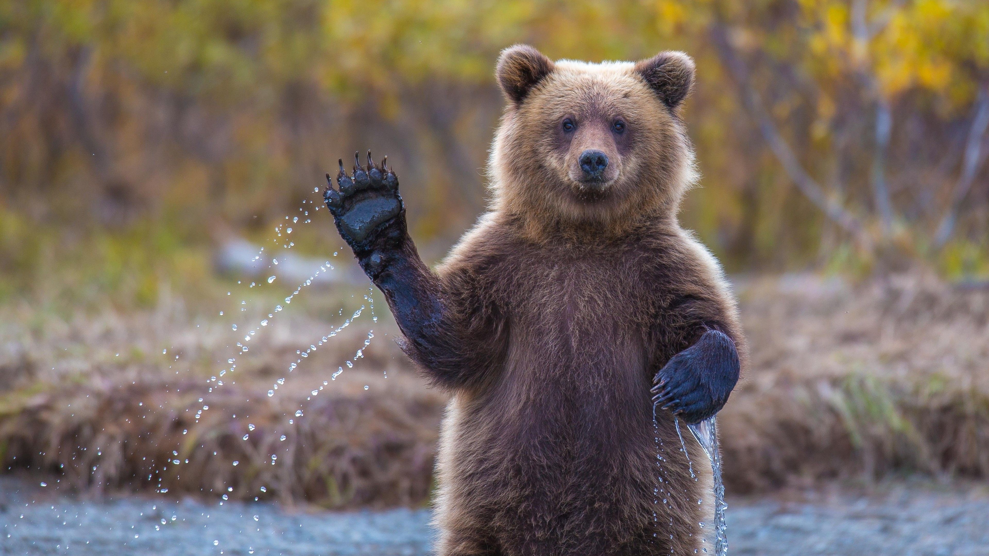 3840x2160 Wallpaper Bear, 4k, HD wallpaper, Hi, Water, National Geographic, Big, OS, Desktop