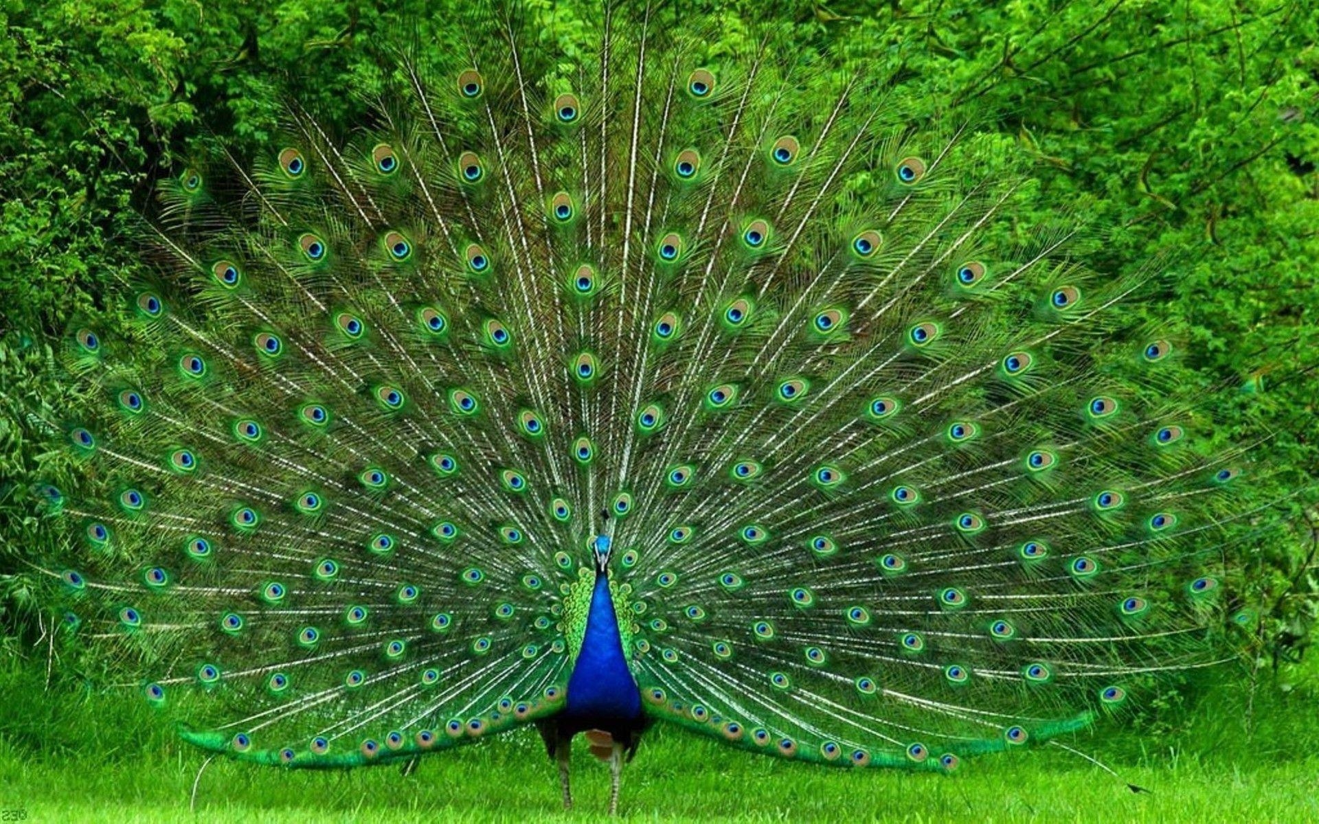 1920x1200 Congo Peafowl #Wallpaper, Desktop