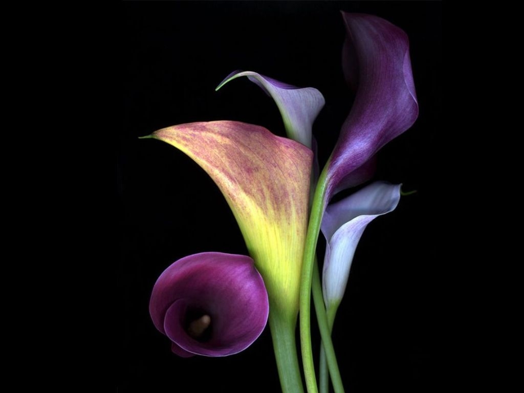 1030x770 calla lily flowers wallpaper calla lily flowers wallpaper calla lily 217 - Calla Lily Flowers HD Wallpaper, Desktop