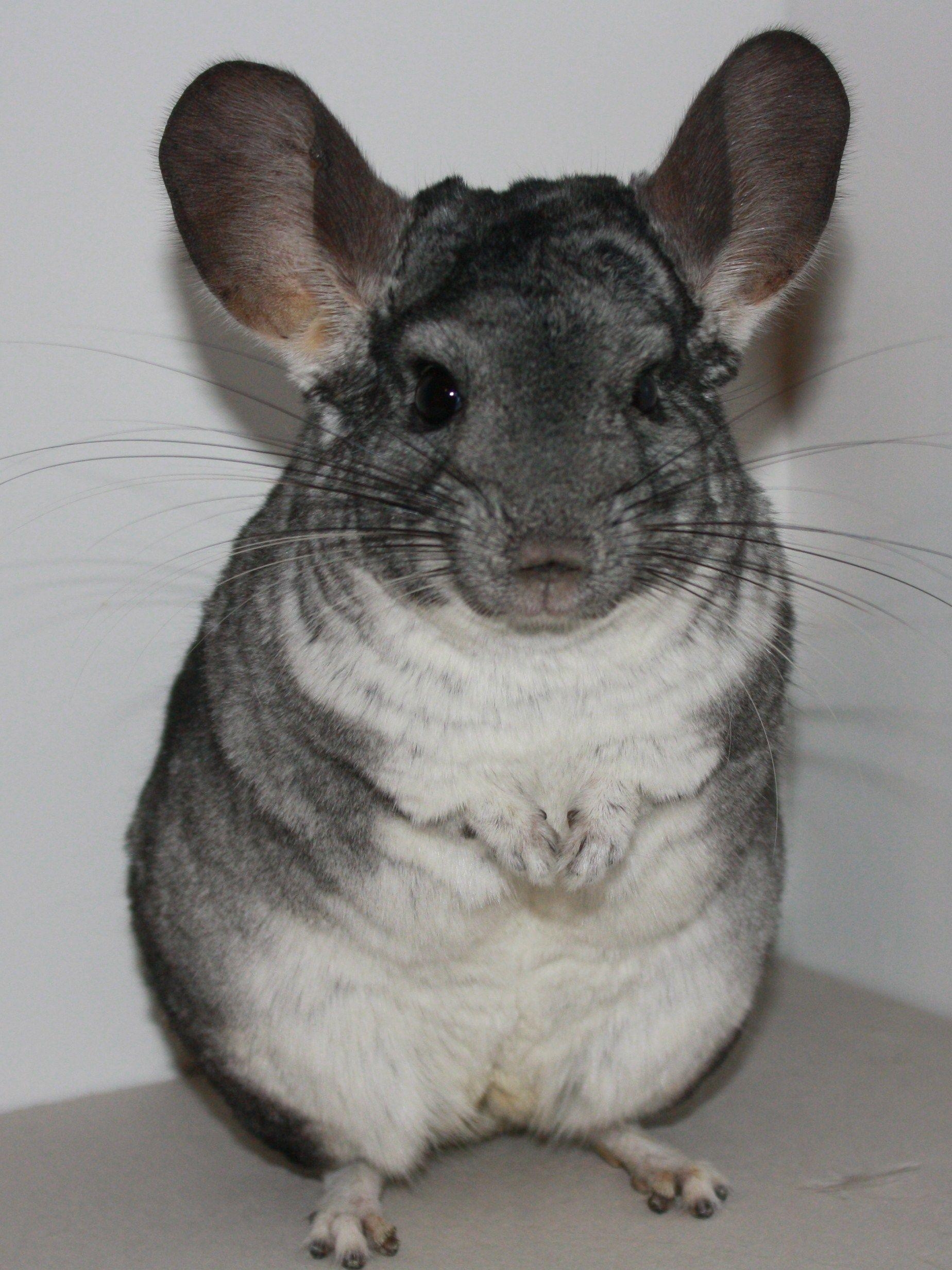 1850x2470 chinchilla standard grey and a velvet black wallpaper free, Phone