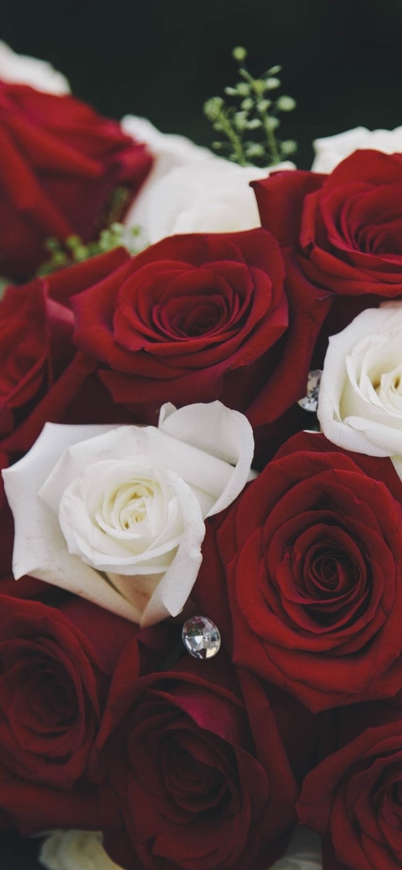 830x1800 Bouquet, Red And White Roses 1080x1920 IPhone 8 7 6 6S Plus Wallpaper, Background, Picture, Image, Phone