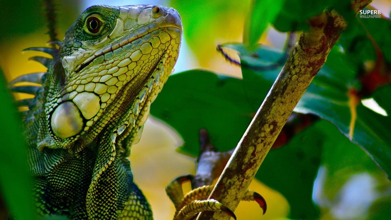 1600x900 lizards image Iguana HD wallpaper and background photo, Desktop