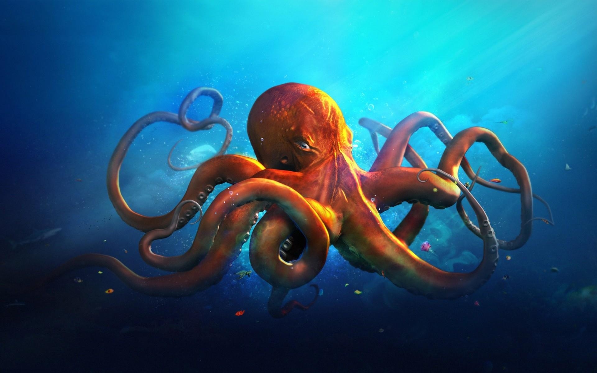 1920x1200 Octopus Wallpaper 11 X 1200, Desktop