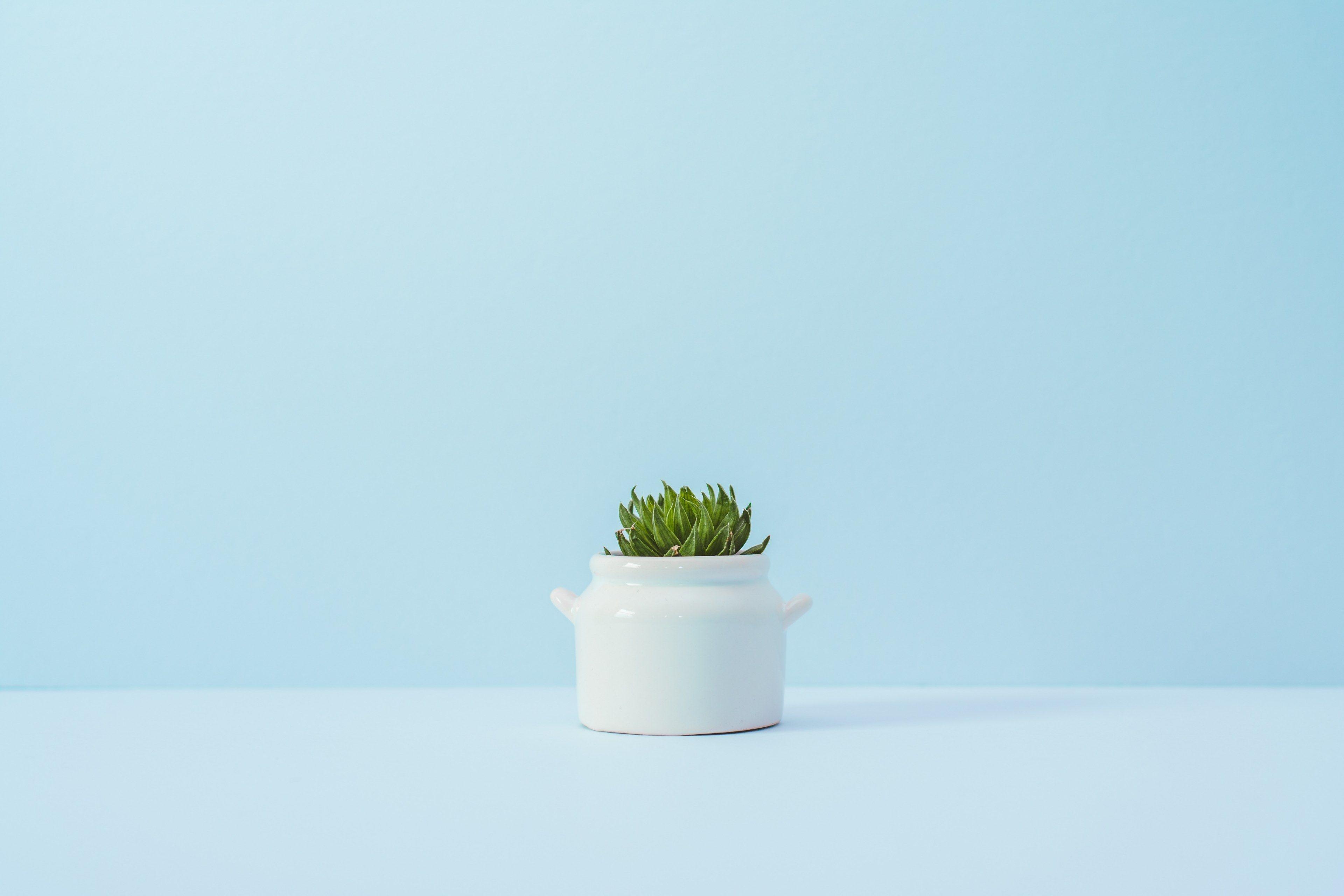 3840x2560 a succulent in a white ceramic pot against a blue wallthe minimalist, Desktop