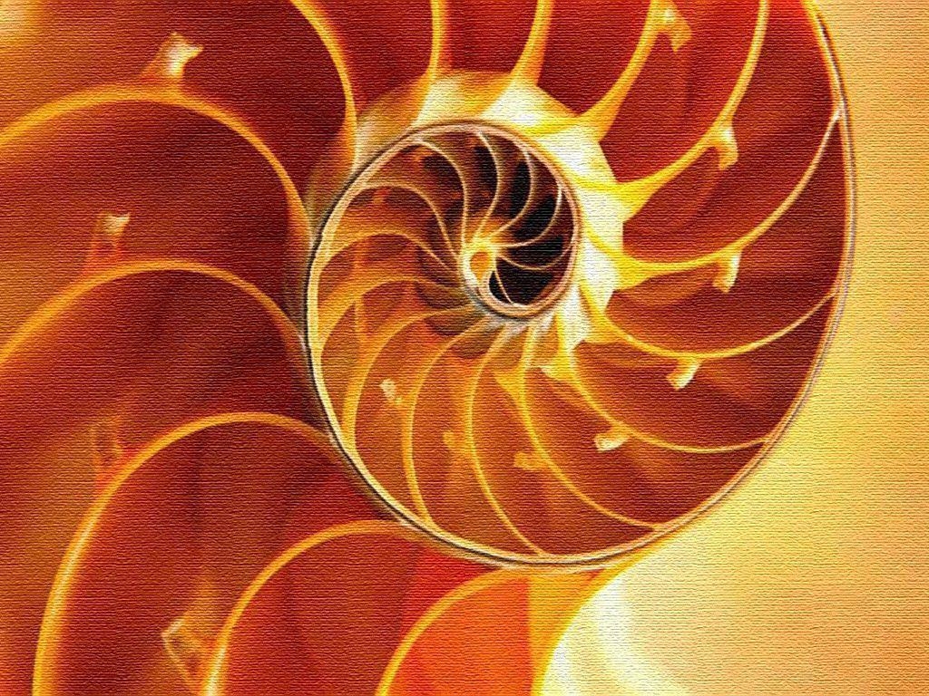 1030x770 Sea Shell Wallpaper, Desktop