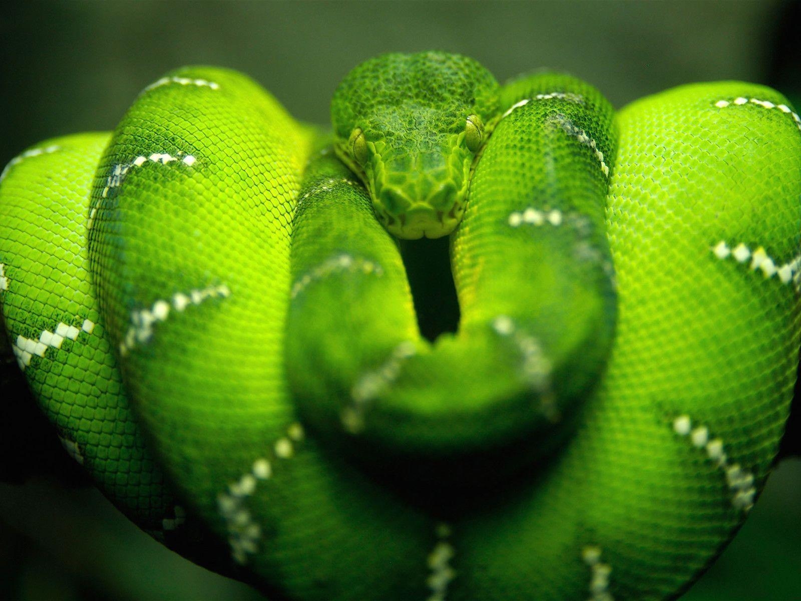 1600x1200 Snake Desktop Wallpaper. Snake Wallpaper Free download. Cool, Desktop