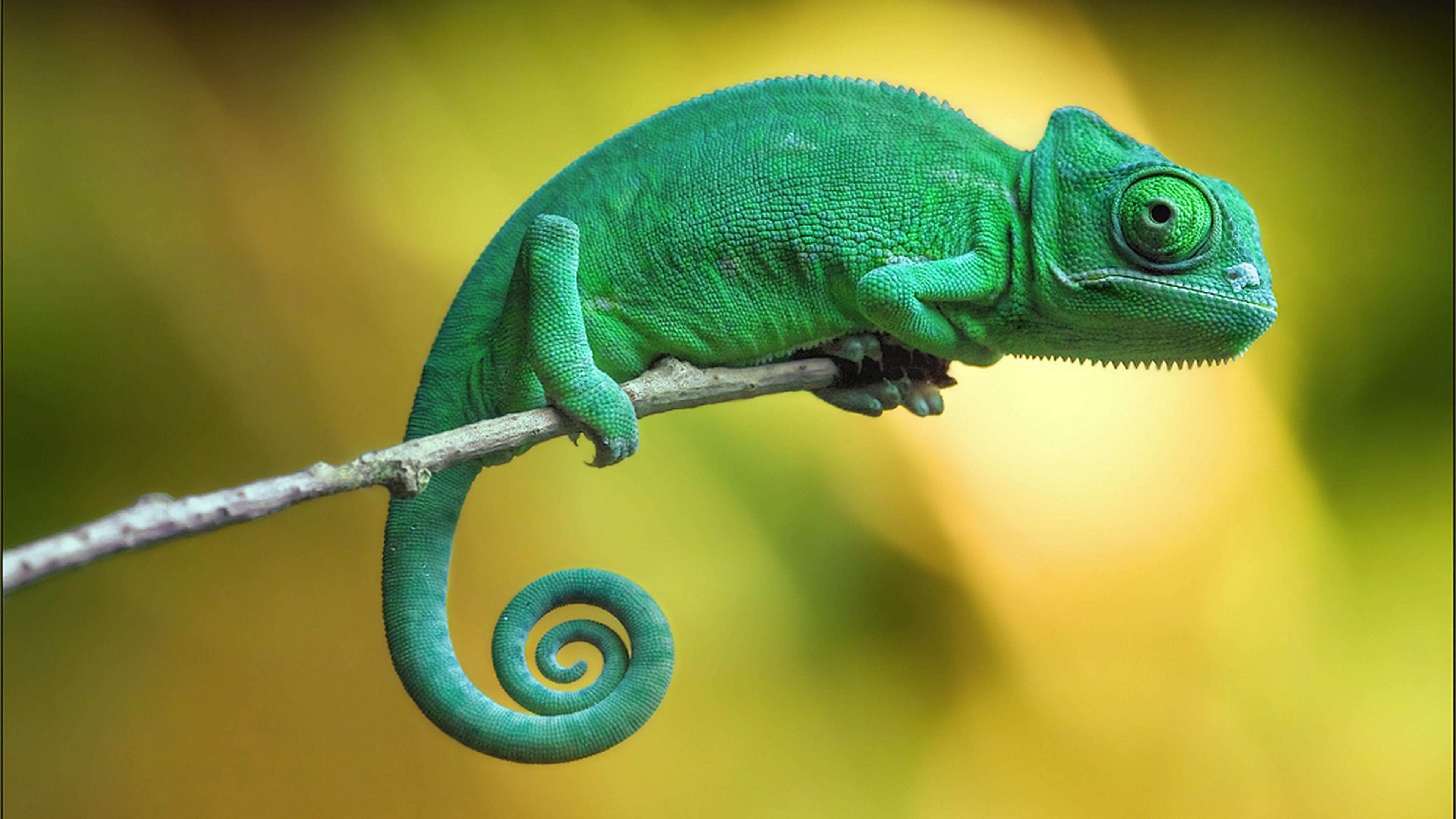 3840x2160 Wallpaper chameleon, 4k, Animals, Desktop