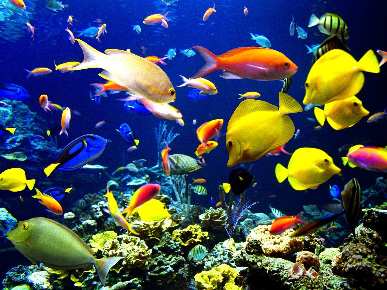 1600x1200 Sea Animals Wallpaper IN HD, Desktop