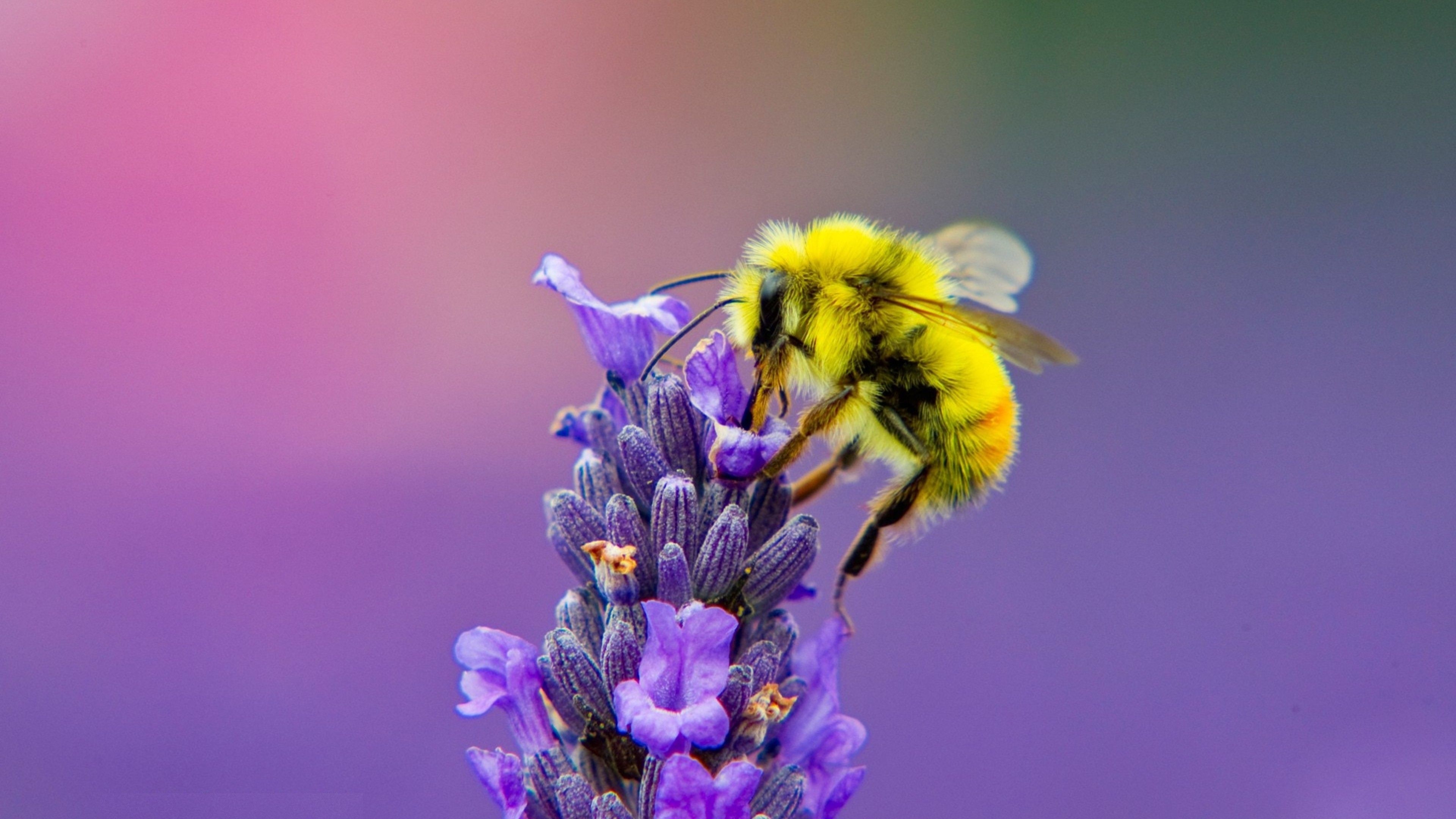 3840x2160 Yellow Honey Bee on Lavender 4K Photo, Desktop