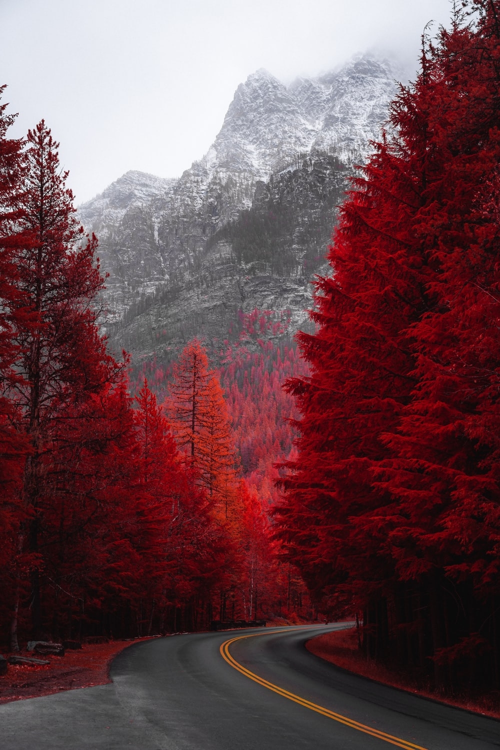 1000x1500 road beside red trees photo, Phone