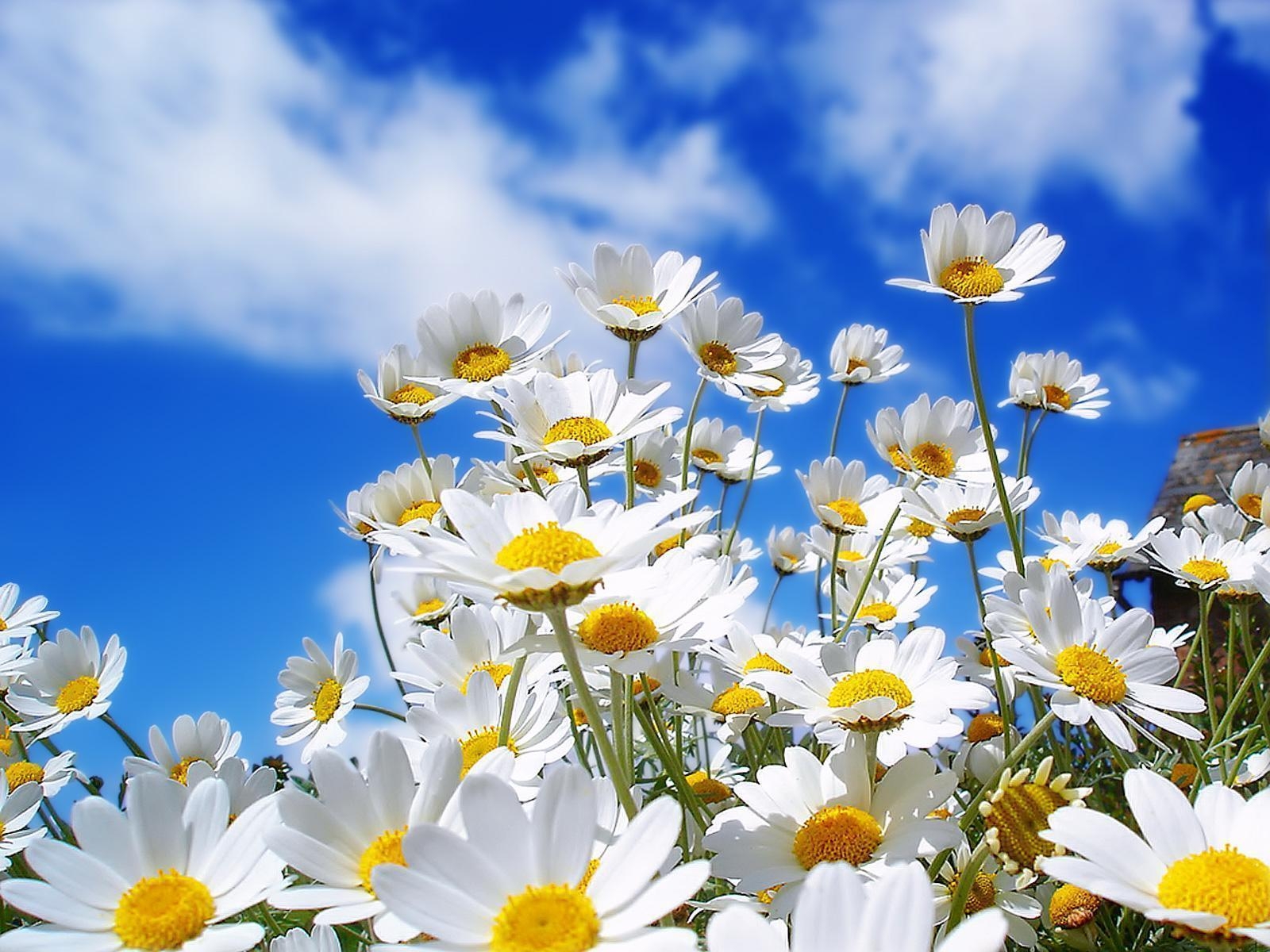 1600x1200 Daisy Flower Wallpaper Tumblr, Desktop