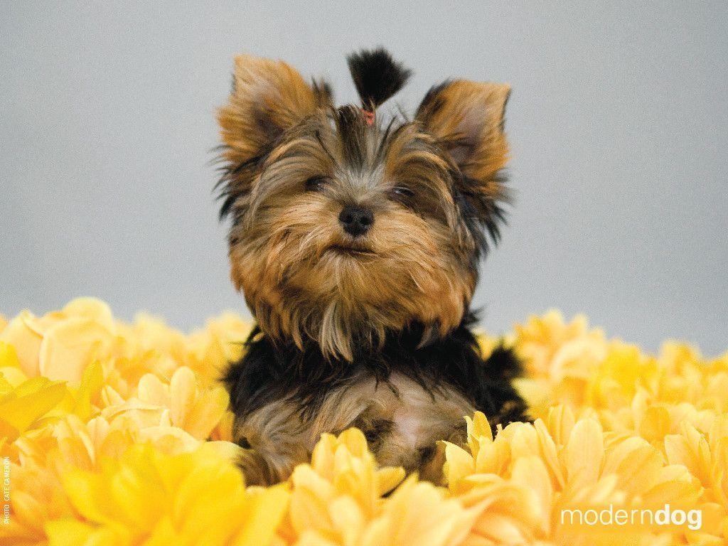 1030x770 Yorkshire Terrier More HD Dog Wallpaper The Dog Wallpaper, Desktop