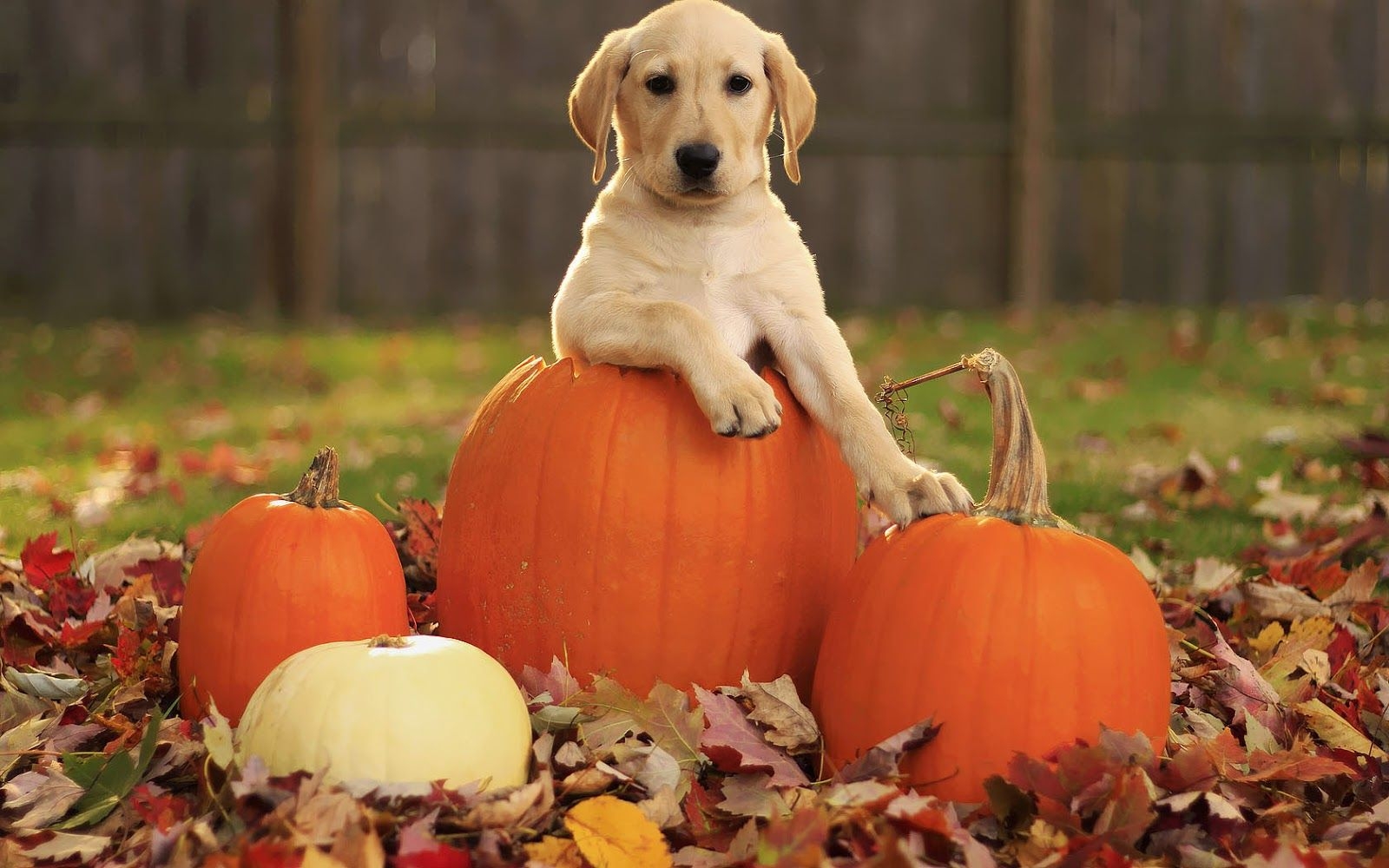 1600x1000 Dog in a Halloween pumpkin in autumn. HD Animals Wallpaper, Desktop