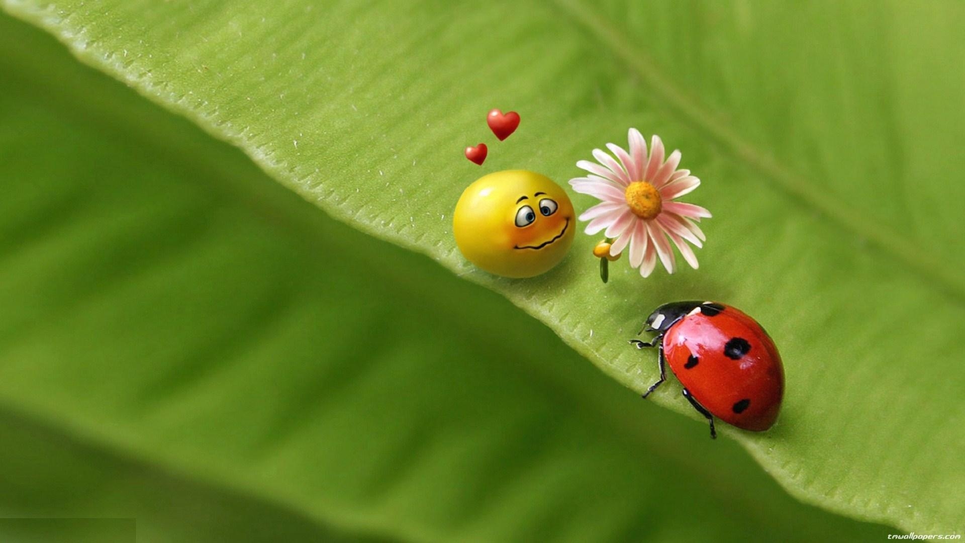 1920x1080 Ladybird Wallpaper, Desktop