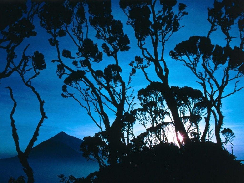 1030x770 Giant Heather at Sunrise, Mount Sabinyo, Rwanda, Central Africa, Desktop