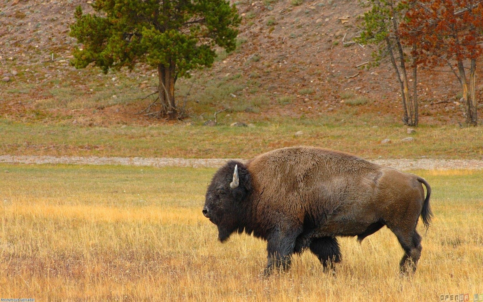 1680x1050 american buffalo picture. American buffalo wallpaper, Desktop