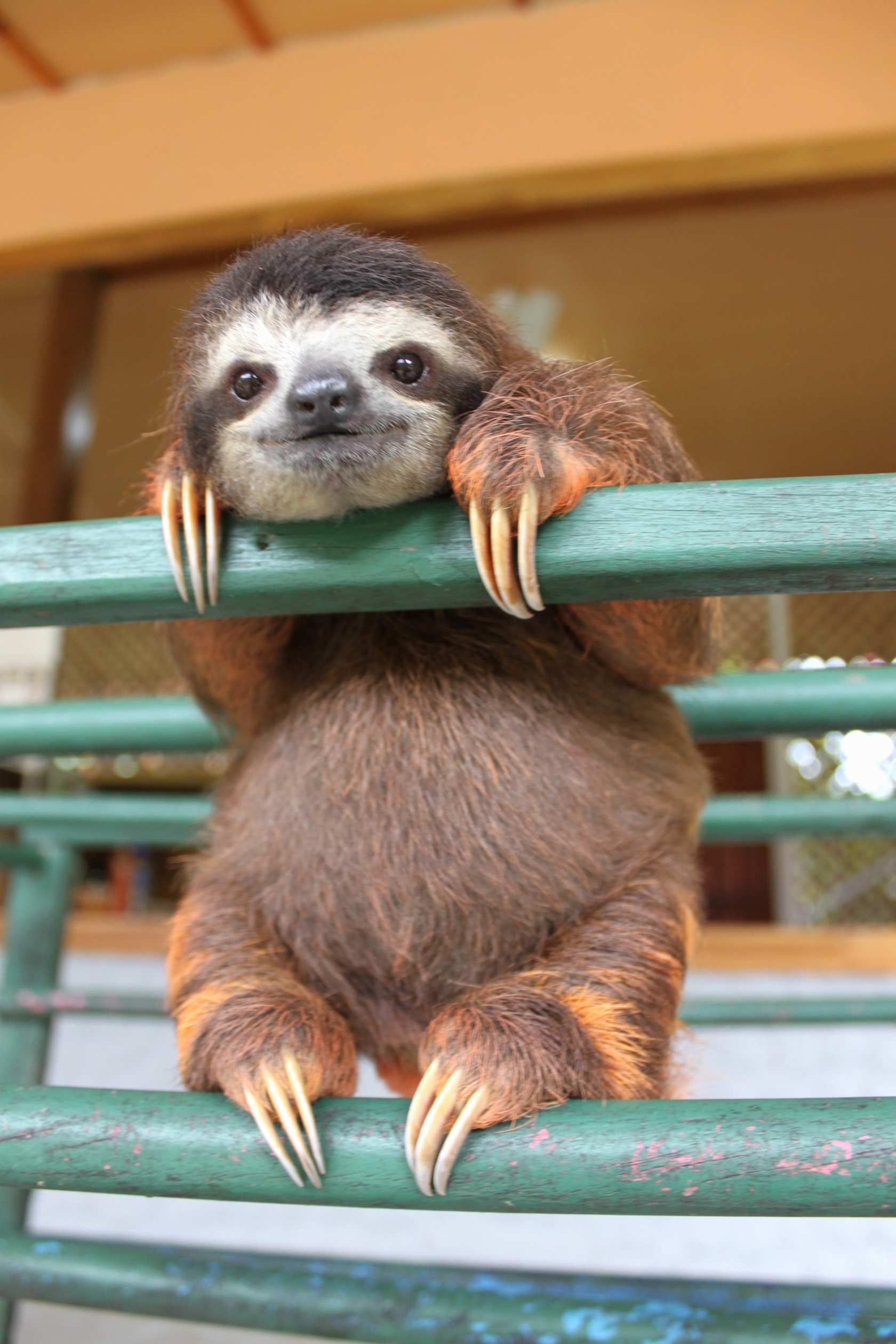 1680x2520 Cute Sloth Wallpaper, Phone