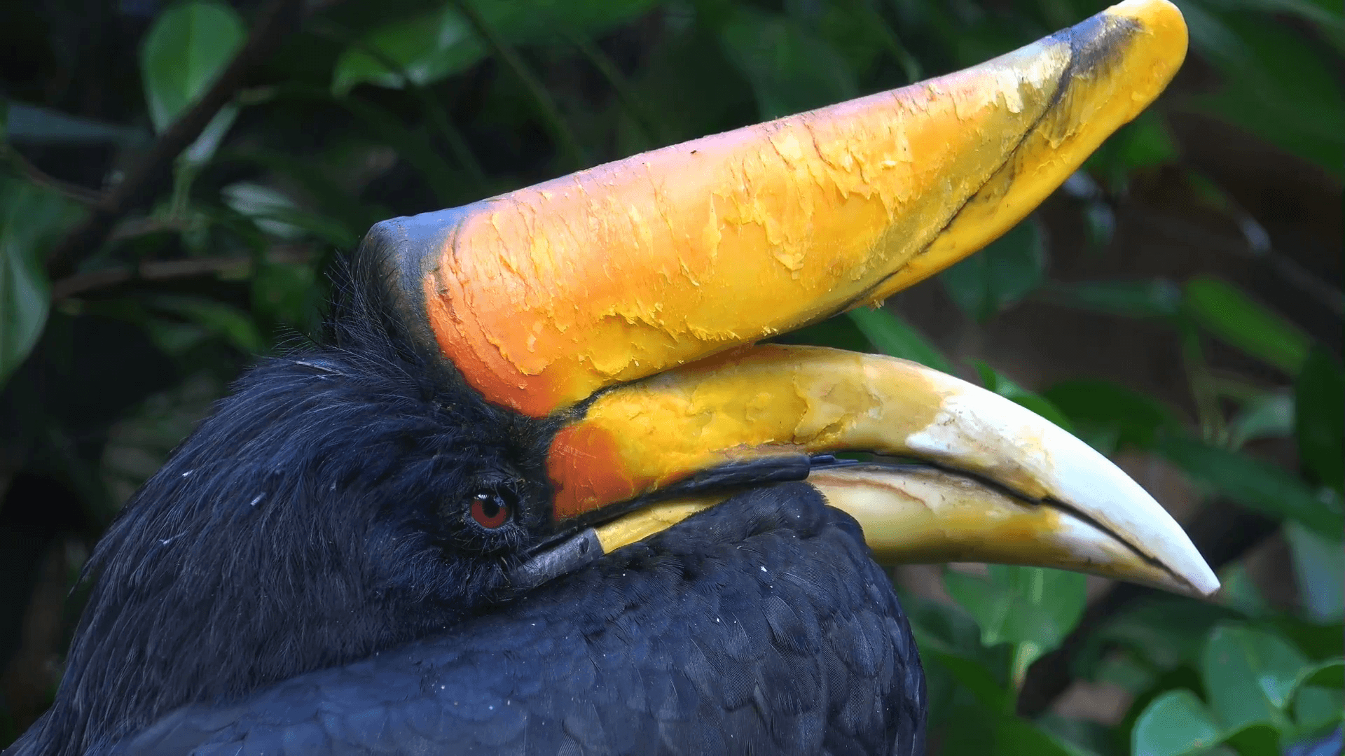 1920x1080 Javan Rhinoceros Hornbill bird very close up portrait Stock Video, Desktop