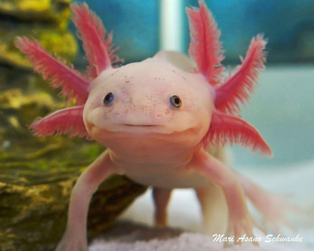 1030x820 Axolotl Wallpaper, Picture, Pics, Image, Photo, Desktop