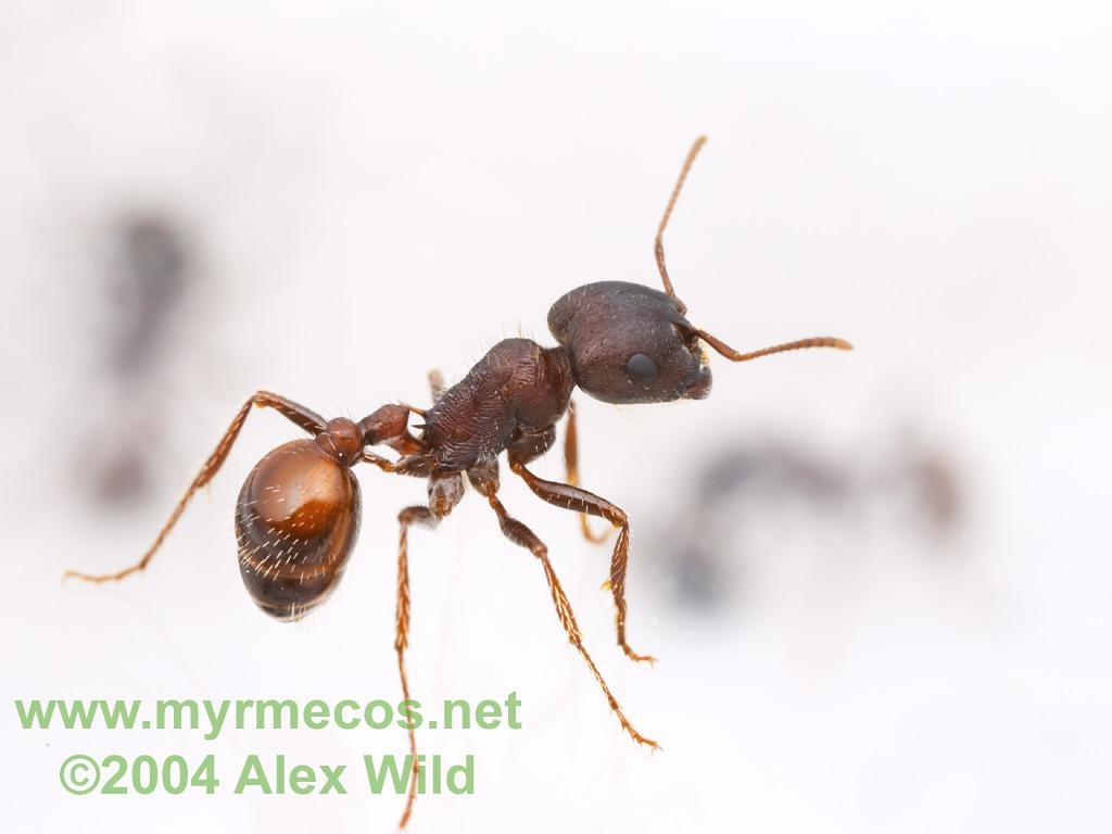 1030x770 Ant Wallpaper. Ant Farm and Myrmecology Forum, Desktop