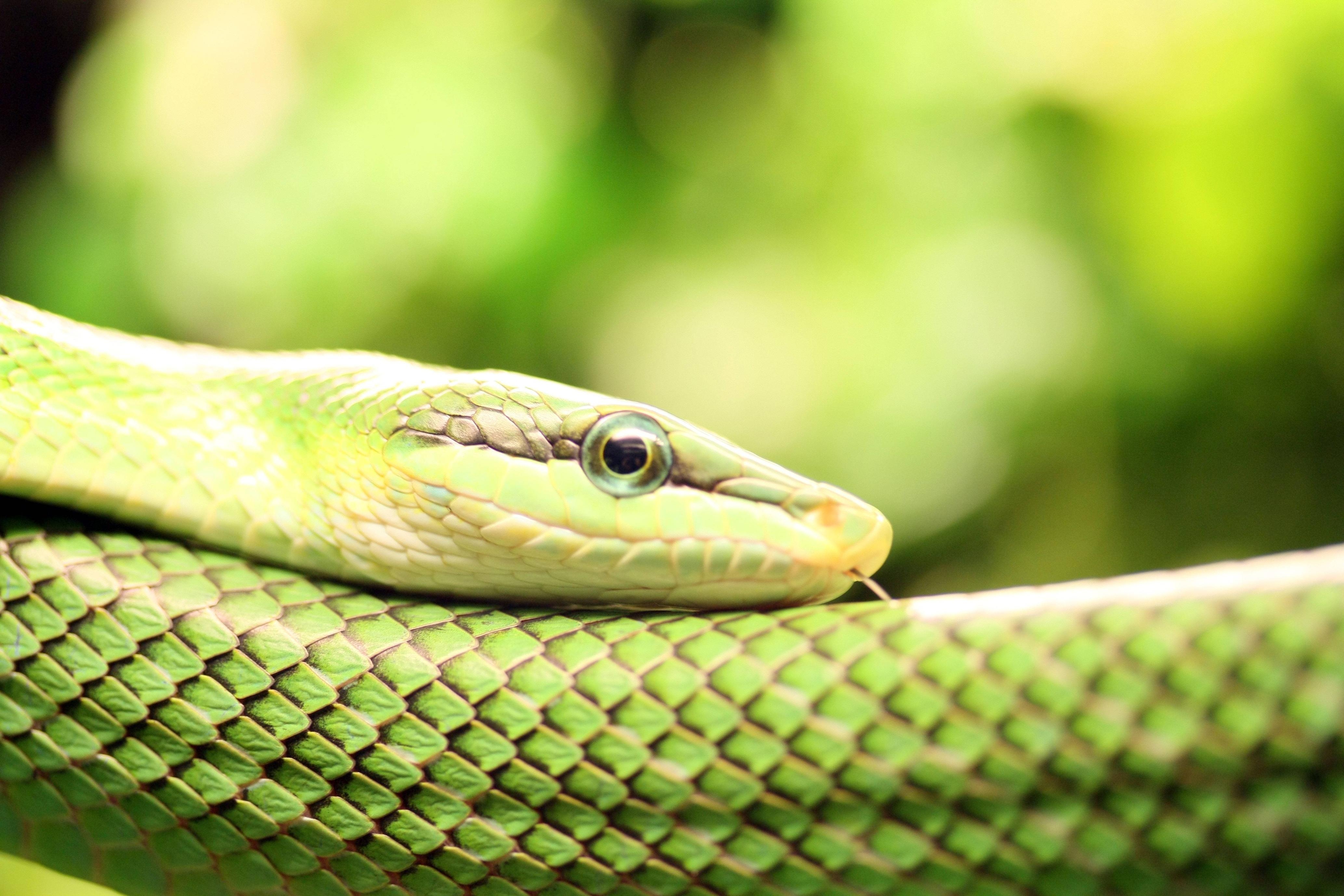 4140x2760 Smooth Green Snake Wallpaper. Smooth Green Snake Background, Desktop