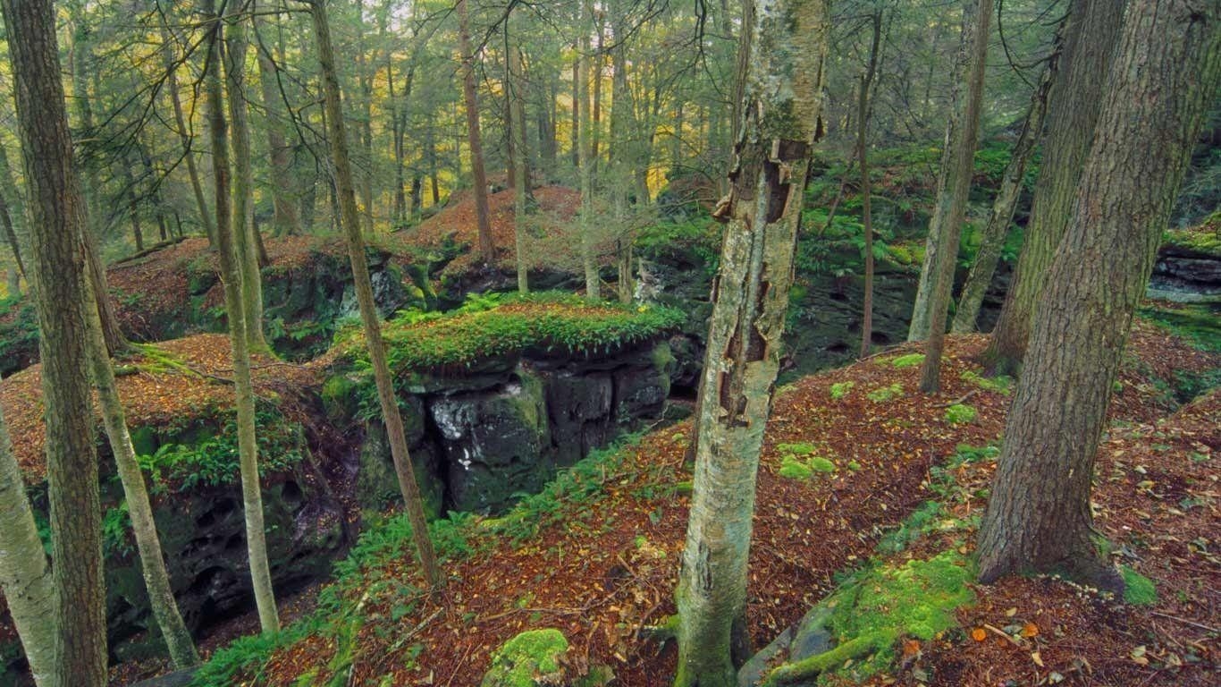 1370x770 Forest: Beartown State Park West Virginia Autumn Birch Rock Trees, Desktop