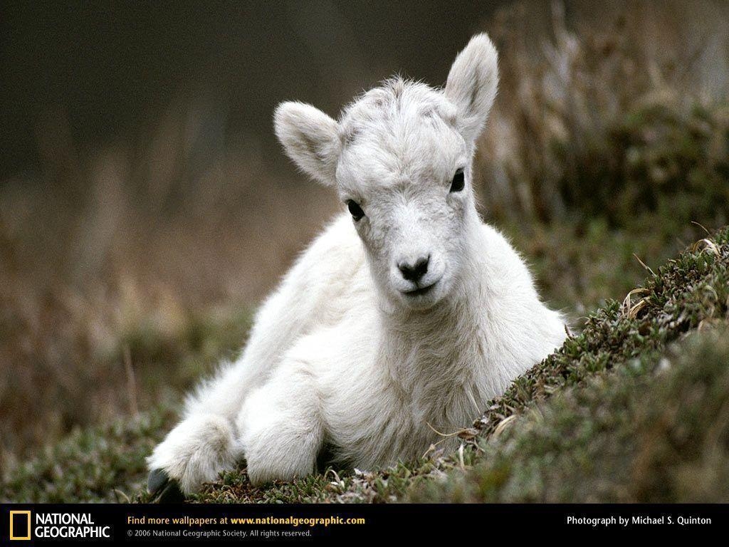 1030x770 p. Mountain Goat Widescreen Pics, Desktop