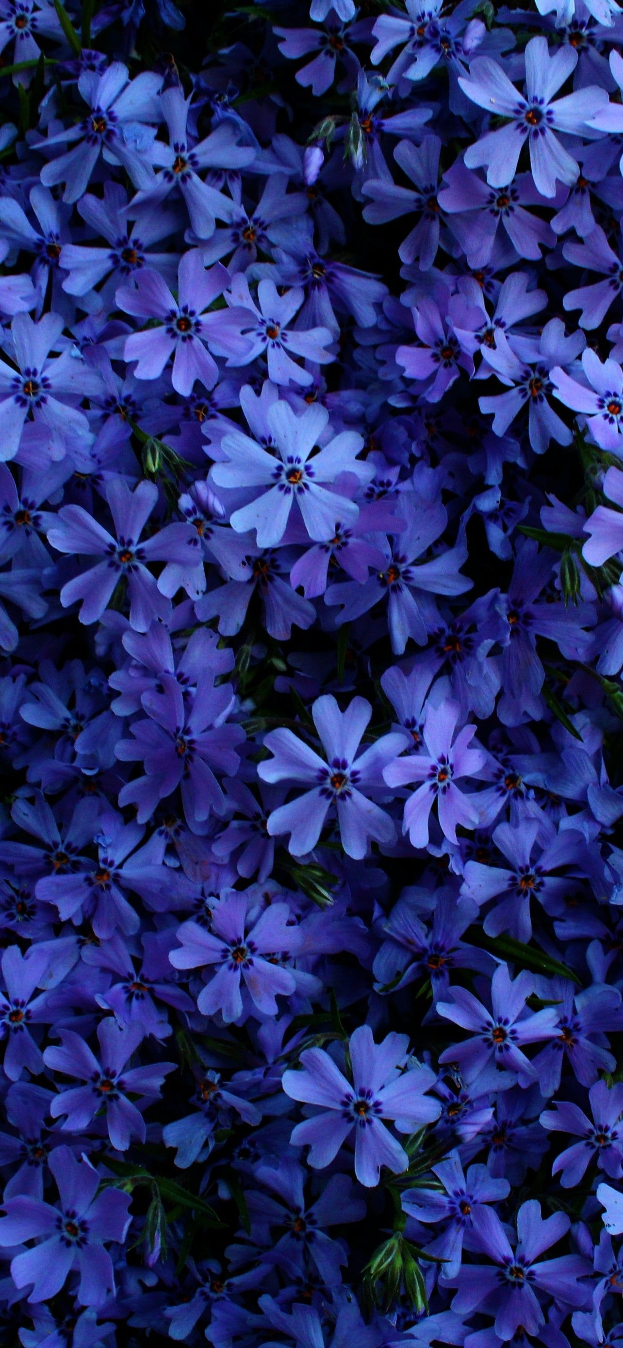 1290x2780 Blue Flowers 4K Wallpaper, Floral Background, Blossom, Garden, Beautiful, 5K, Flowers, Phone