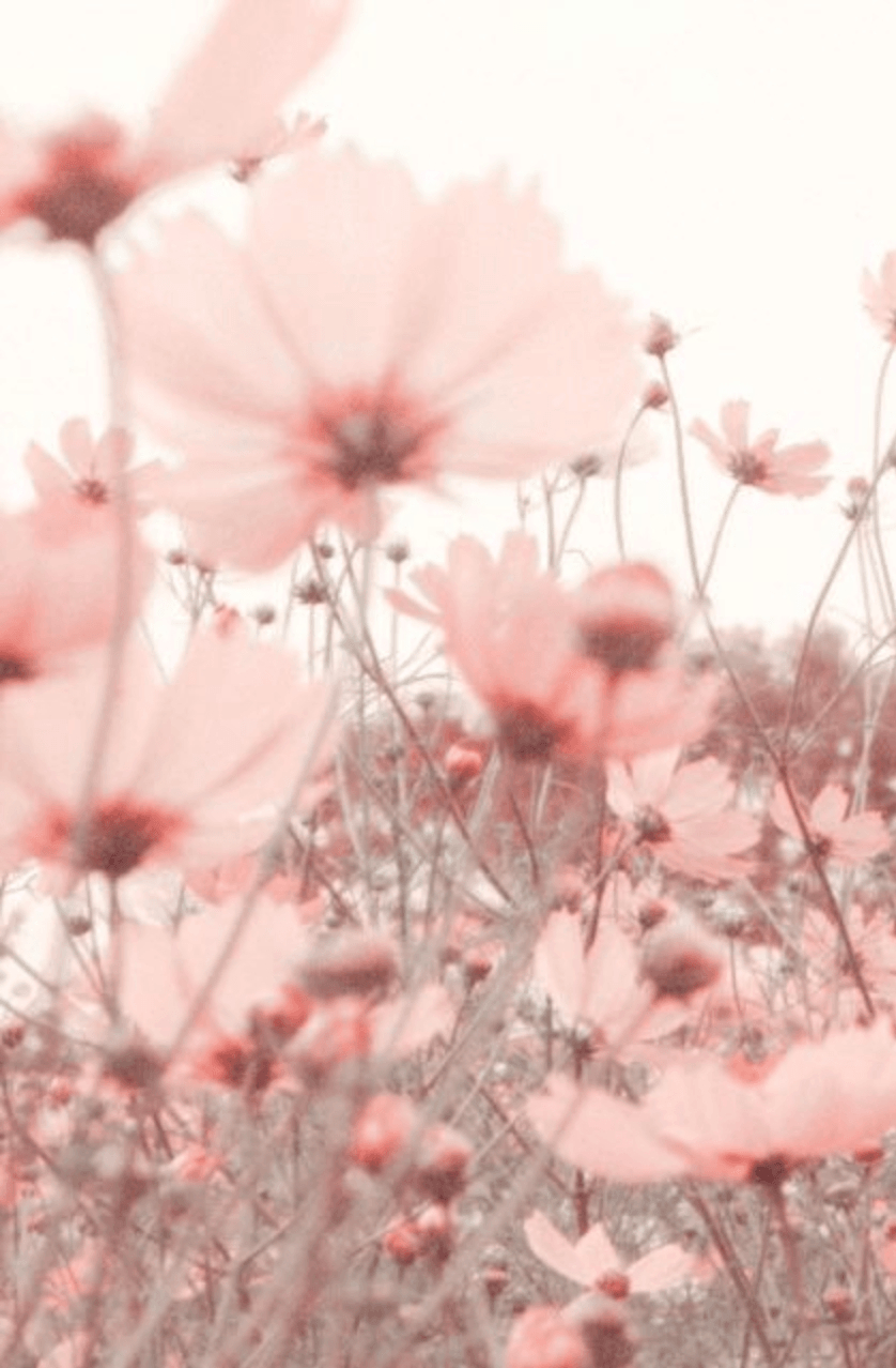 840x1280 Pink Flowers Aesthetic Wallpaper Wallpaper Popular Pink Flowers Aesthetic Wallpaper Background, Phone