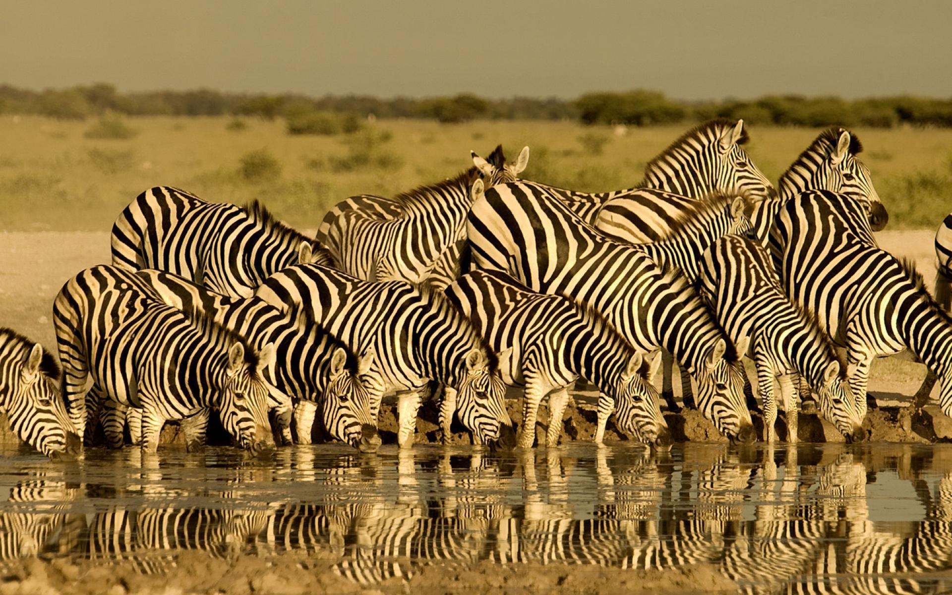 1920x1200 Index Of Assets Image 1920x600 Southern Africa Botswana Migration, Desktop