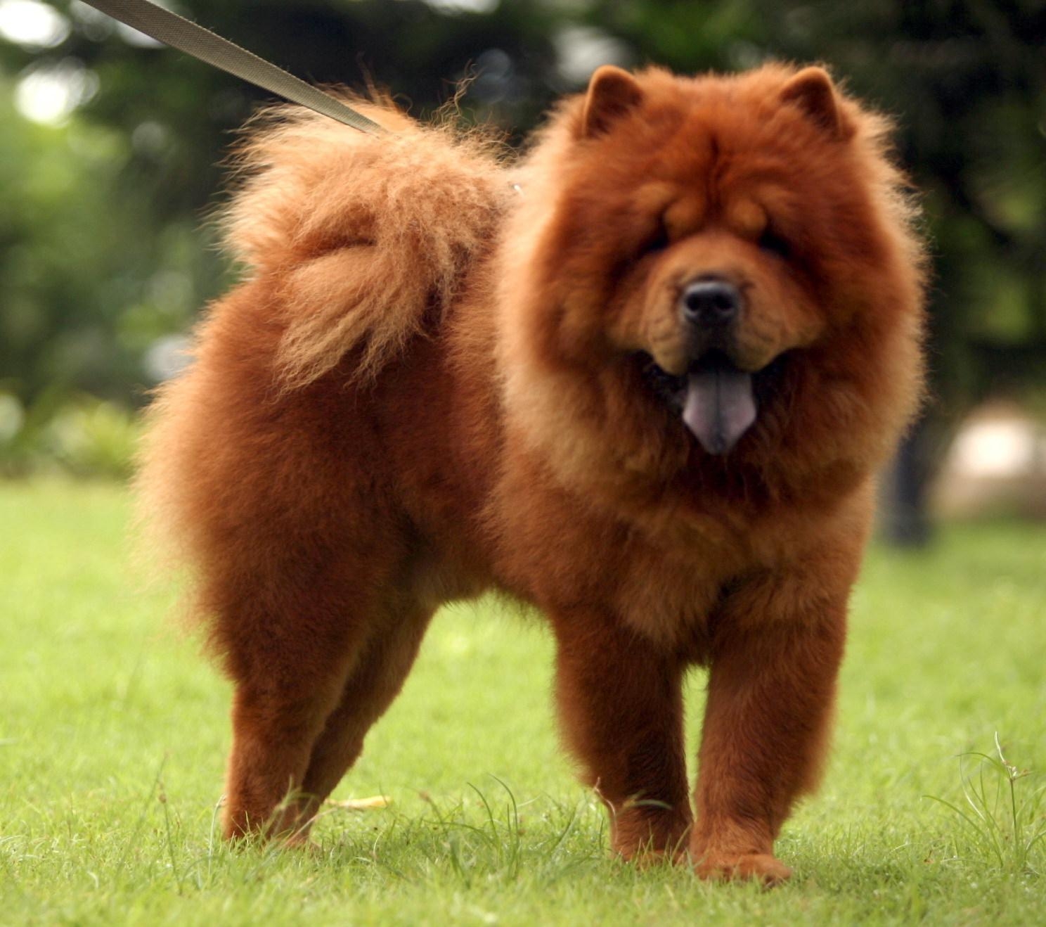 1490x1320 Chow Chow Dog Wallpaper, Desktop