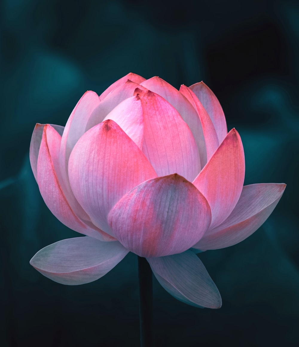 1000x1170 Lotus Flower Picture. Download Free Image, Phone