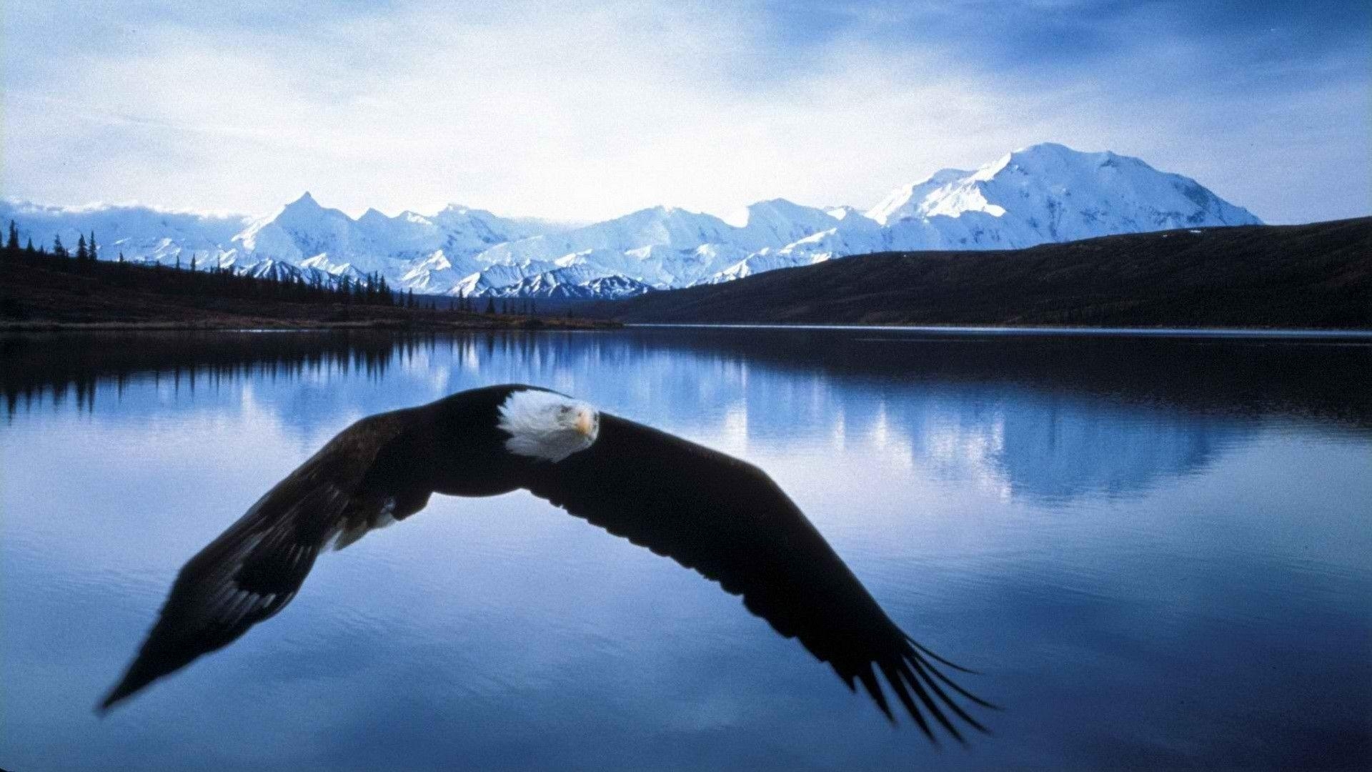 1920x1080 Bald Eagle Wallpaper, Desktop