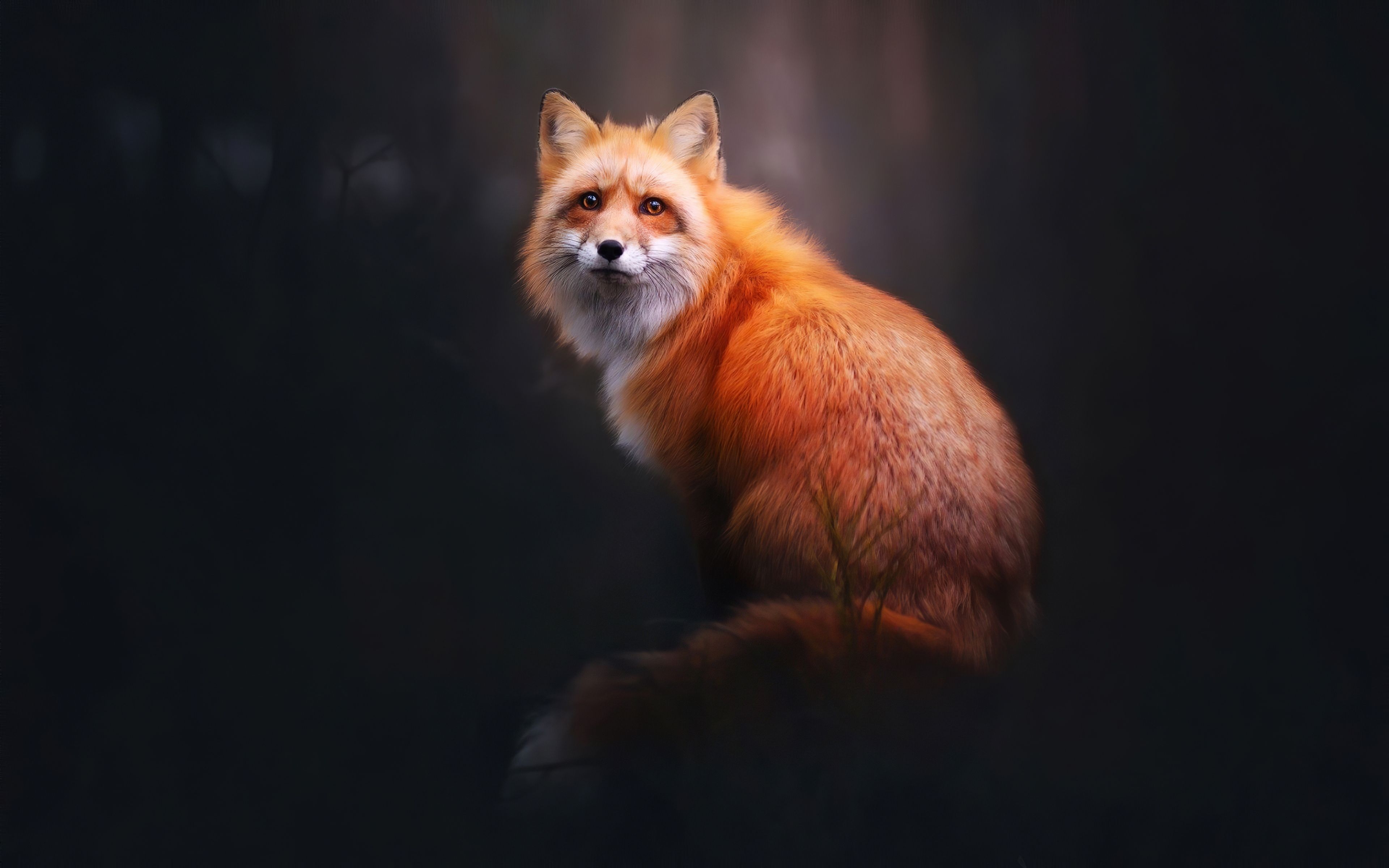 3840x2400 Fox Digital Art 4k, HD Animals, 4k Wallpaper, Image, Background, Photo and Picture, Desktop